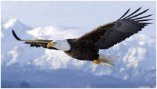 Description: eagle.jpg