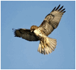 Description: http://images.nationalgeographic.com/wpf/media-live/photos/000/006/cache/red-tailed-hawk_681_600x450.jpg